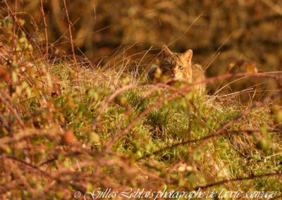 Chat forestier aux aguets