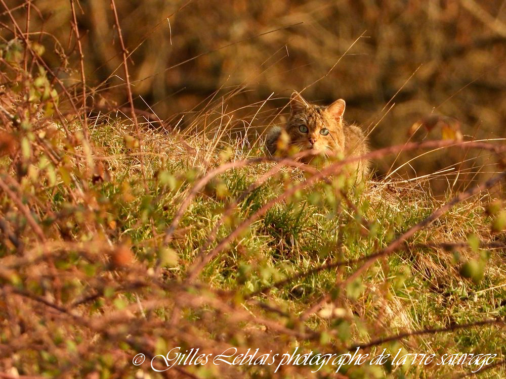 Chat forestier ou sauvage (Felis sylvestris) © Gilles LEBLAIS_DSCN4706