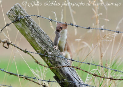 Une virevoltante chasseresse !