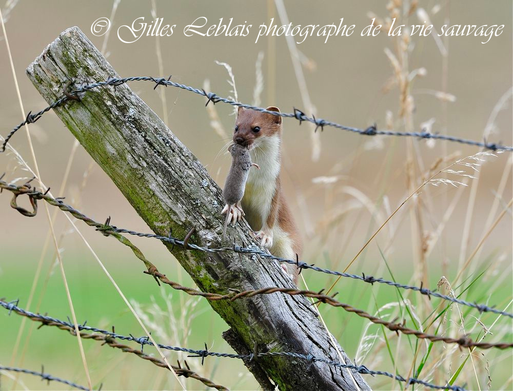 Hermine (Mustela herminea) avec musaraigne 1 © Gilles LEBLAIS_GIL4098_3
