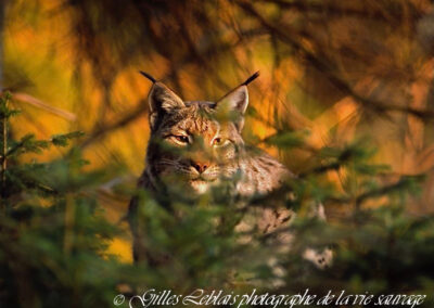 Face à face avec le lynx boréal !