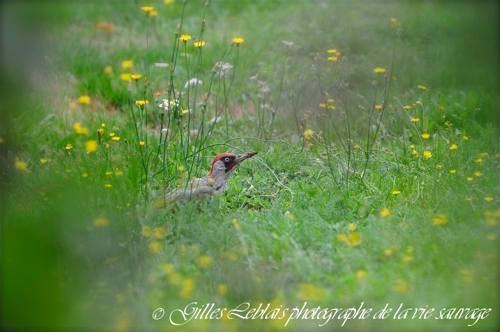 Pic vert (Picus viridis) mâle © Gilles LEBLAIS_GIL8829