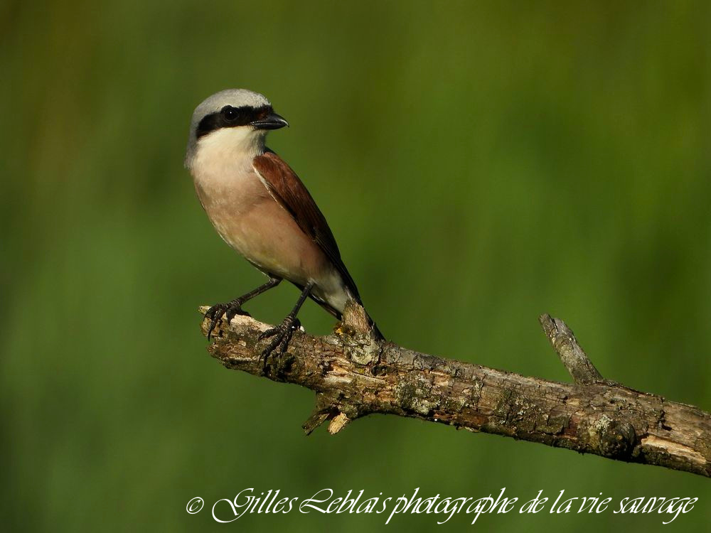 Pie-grièche écorcheur (Lanius collurio) mâle © Gilles LEBLAIS_DSCN6789 2