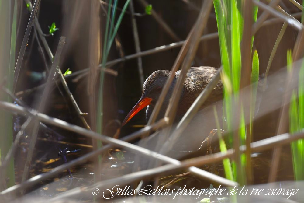 Rale d’eau (Rallus aquaticus) © Gilles LEBLAIS_GL79349 2