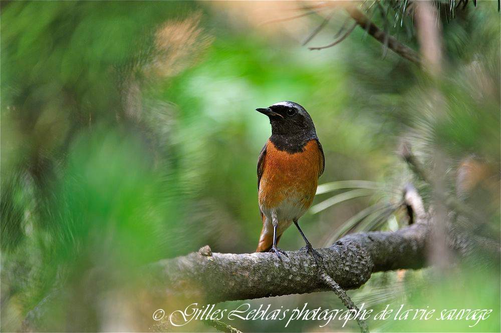 Rougequeue à front blanc (Phoenicurus phoenicurus) mâle © Gilles LEBLAIS_GIL3688