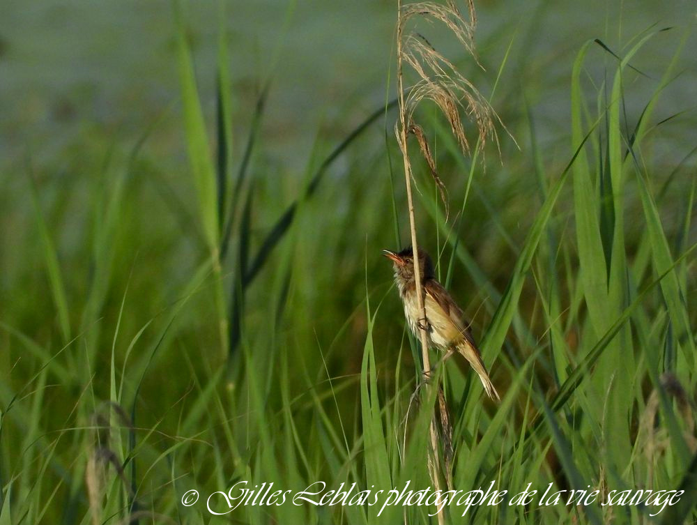 Rousserolle effarvatte (Acrocephalus scirpaceus) © Gilles LEBLAIS_DSCN6815 2 2