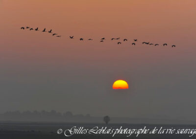 Vol de grues cendrées au petit matin…