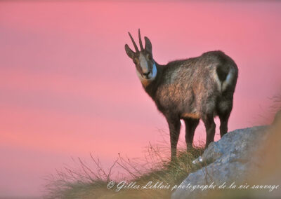 Chamois de Chartreuse