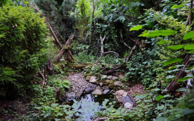 Oasis de biodiversité !