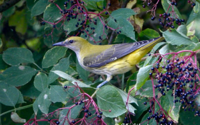 Le loriot dans mon jardin !