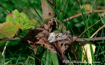 Camouflage et imposture